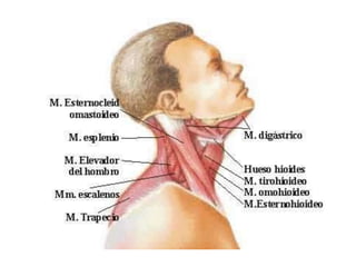 Costocondritis y cefaleas tensionales