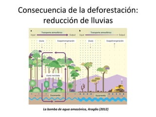 Consecuencia	
  de	
  la	
  deforestación:	
  
reducción	
  de	
  lluvias	
  
Transporte	
  atmosférico	
  
Lluvia	
   Evapotranspiración	
  
Lluvia	
  reciclada	
  
Transporte	
  atmosférico	
  
Lluvia	
   Evapotranspiración	
  
EscorrenVa	
   EscorrenVa	
  
La	
  bomba	
  de	
  agua	
  amazónica,	
  Aragão	
  (2012)	
  
 
