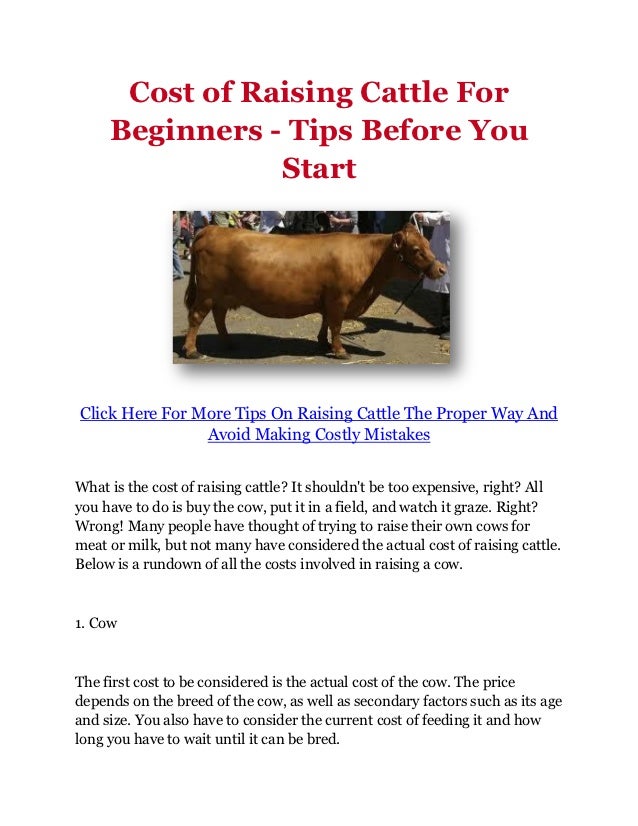 Cost of Raising Cattle For Beginners Tips Before You Start