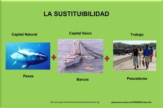 LA SUSTITUIBILIDAD


Capital Natural                          Capital físico                                            Trabajo




      Peces
                                                  Barcos                                       Pescadores




                   http://www.guije.com/fotos/fotos/pescadores/pescadores1.jpg   planeacion.cicese.mx/FIDEMAR/index.htm
 