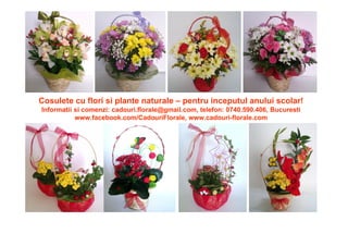 Cosulete cu flori si plante naturale – pentru inceputul anului scolar!
Informatii si comenzi: cadouri.florale@gmail.com, telefon: 0740.590.406, Bucuresti
www.facebook.com/CadouriFlorale, www.cadouri-florale.com
 