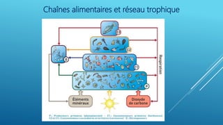 Chaînes alimentaires et réseau trophique
 