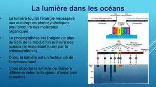 La lumière dans les océans
• La lumière fournit l’énergie nécessaire
aux autotrophes photosynthétiques
pour produire des molécules
organiques.
• La photosynthèse est l’origine de plus
de 95% de la production primaire des
océans (le reste étant fourni par la
chimiosynthèse).
• Donc, la lumière est un facteur clé de
l’environnement.
• L’eau absorbe la lumière de manière
différente selon la longueur d’onde (voir
ci-contre).
 