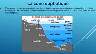 La zone euphotique
• Zones euphotiques versus aphotiques. La profondeur de la zone euphotique varie en fonction de la
turbidité de l’eau (de moins d’un m dans les estuaires les plus troubles à 200 m ou plus dans les eaux
oligothrophes).
 