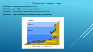 Étagement de la bordure côtière
• Supra-littoral : zone découverte exposée aux embruns
• Medio-littoral : zone de balancement des vagues et marées
• Infra-littoral : zone immergée et bien éclairée (limite inférieure des herbiers)
• Circa-littoral : zone profonde à faible éclairement (limité par le talus continental)
 
