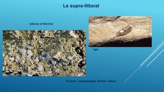 Le supra-littoral
balanes et littorines
ligie
Et aussi : cyanophycées, lichens, crabes…
 