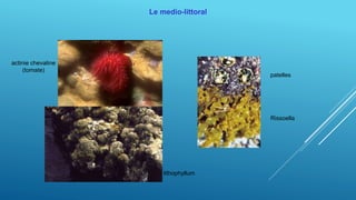 Le medio-littoral
patelles
Rissoella
actinie chevaline
(tomate)
lithophyllum
 