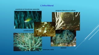 L’infra-littoral
posidonie et biocénose associée
gorgone blanche et codium
aiptasie
acétabulaires
anémone verte
 