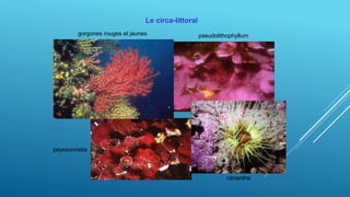 Le circa-littoral
gorgones rouges et jaunes pseudolithophyllum
cérianthe
peyssonnelia
 