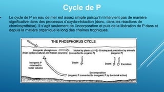 Cycle de P
• Le cycle de P en eau de mer est assez simple puisqu’il n’intervient pas de manière
significative dans des processus d’oxydo-réduction (donc, dans les réactions de
chimiosynthèse). Il s’agit seulement de l’incorporation et puis de la libération de P dans et
depuis la matière organique le long des chaînes trophiques.
 