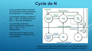 Cycle de N
• Cycle complexe faisant intervenir
les autotrophes photosynthétiques
(N inorganique -> N organique).
• Les bactéries aérobies oxydent N
(NH3 -> NO2
- par Nitrosomonas et
NO2
- -> NO3
- par Nitrobacter).
• Les bactéries anaérobies
chimiosynthétiques réduisent N
(NO3
- -> NO2
- -> N2) :
dénitrification.
• Cycle clé pour la mise en route
des écosystèmes artificiels (nous
y reviendrons).
Schéma tiré de http://www.globalchange.umich.edu/globalchange1/
current/lectures/kling/water_nitro/water_and_nitrogen_cycles.htm
 