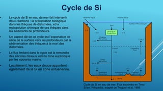 Cycle de Si
• Le cycle de Si en eau de mer fait intervenir
deux réactions : la précipitation biologique
dans les thèques de diatomées, et la
redissolution chimique de ces thèques dans
les sédiments de profondeurs.
• Un aspect clé de ce cycle est l’exportation de
silice de la surface vers les profondeurs par la
sédimentation des thèques à la mort des
diatomées.
• Le flux limitant dans le cycle est la remontée
des silicates dissous vers la zone euphotique
par les courants marins.
• Localement, les eaux douce apportent
également de la Si en zone estuarienne.
Cycle de Si en eau de mer. Flux exprimés en Tmol
Si/an. Wikipedia, adapté de Treguer et al, 1995.
 