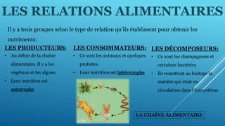 LES RELATIONS ALIMENTAIRES
Il y a trois groupes selon le type de relation qu’ils établissent pour obtenir les
nutriments:
LES PRODUCTEURS:
• Au début de la chaîne
alimentaire. Il y a les
végétaux et les algues.
• Leur nutrition est
autotrophe
LES CONSOMMATEURS:
• Ce sont les animaux et quelques
protistes.
• Leur nutrition est hétérotrophe
LES DÉCOMPOSEURS:
• Ce sont les champignons et
certaines bactéries
• Ils remettent au biotope la
matière qui était en
circulation dans l’écosystème
LA CHAÎNE ALIMENTAIRE
 