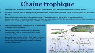 • Les biocénoses sont structurées selon les relations proie-prédateur entre les différentes espèces qui les constituent.
• La chaîne trophique décrit la position des organismes au sein d'un système dynamique qui décrit qui mange qui, qui est mangé
par qui.
• Les producteurs primaires sont autotrophes et utilisent l'énergie solaire pour former leurs molécules organiques
(photosynthèse), ou éventuellement, l'énergie chimique (chimiosynthèse). Il s'agit des plantes (essentiellement des algues dans
la mer) et de certaines micro-organismes, bactéries ou archées.
• Les consommateur sont hétérotrophes et se nourrissent
d'autres organismes vivants.
• Les décomposeurs ou détritivores sont également
hétérotrophes, mais ils consomment de la matière
organique morte.
• Le passage d'un maillon à l'autre de la chaîne trophique
conduit à une consommation et à une production de
biomasse (quantité de matière vivante par unité de
surface ou de volume).
Chaîne trophique
 