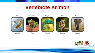 Comprehensive Guide to Vertebrates and Invertebrates Classification and ...