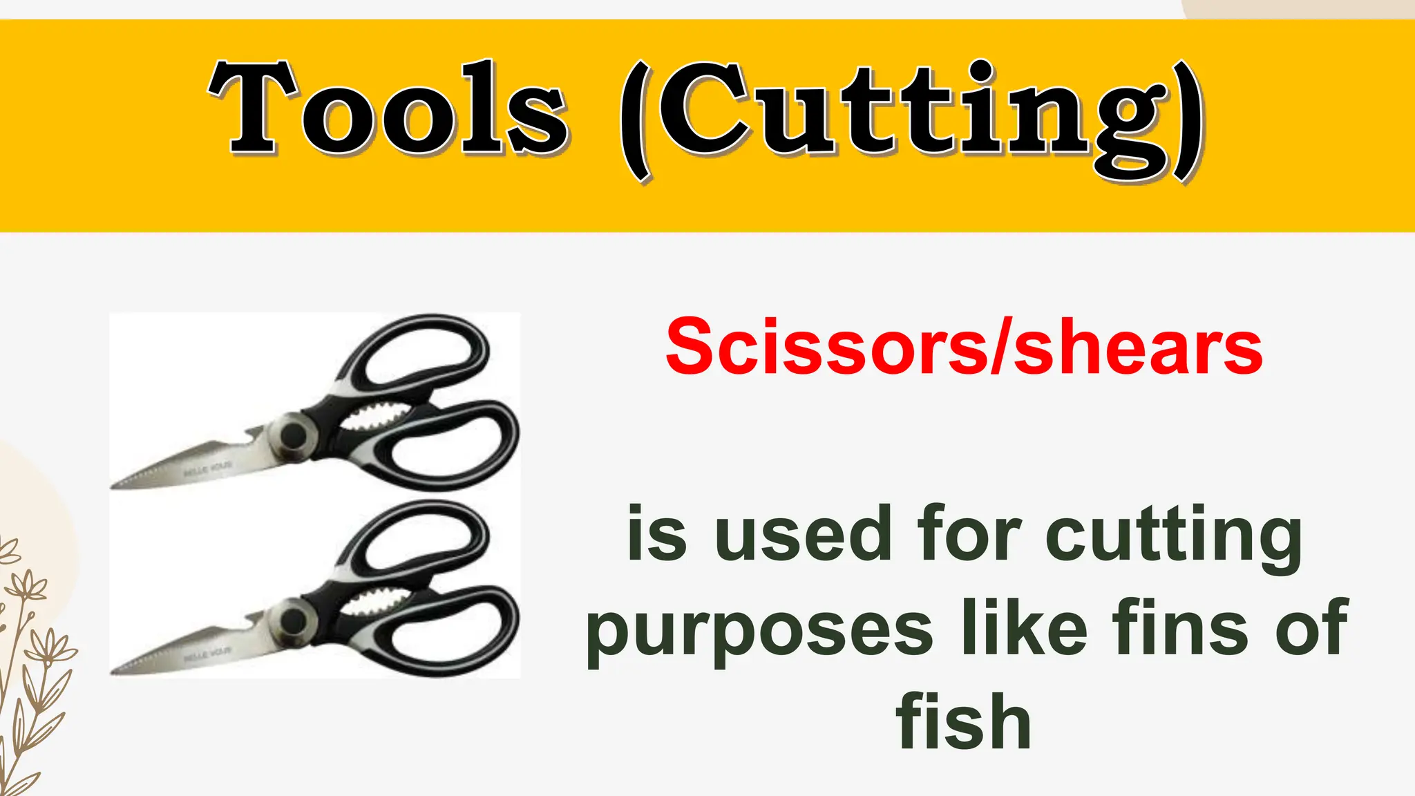 Scissors/shears
is used for cutting
purposes like fins of
fish
 