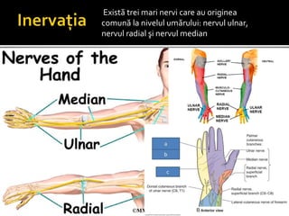  Există trei mari nervi care au originea
comună la nivelul umărului: nervul ulnar,
nervul radial şi nervul median
 