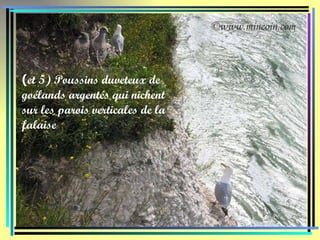 ( et 5) Poussins duveteux de goélands argentés qui nichent sur les parois verticales de la falaise 