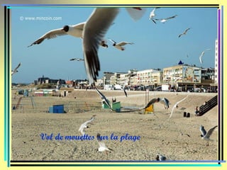 Vol de mouettes sur la plage   