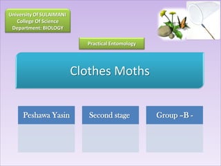 University Of SULAIMANI
   College Of Science
 Department: BIOLOGY

                            Practical Entomology




                          Clothes Moths


     Peshawa Yasin           Second stage          Group –B -
 