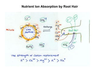 Cat Root Absorbtion Horticulture COT I-soil-and-growingmedia.ppt