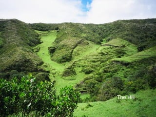 The Hill

 