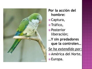 Por la acción del
  hombre:
 Captura,
 Tráfico,
 Posterior
  liberación;
…Y sin predadores
  que la controlen…
Se ha extendido por:
 América del Norte,
 Europa.
 