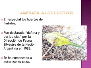 Enespecial los huertos de
 frutales.

 Fue declarada “dañina y
 perjudicial” por la
 Dirección de Fauna
 Silvestre de la Nación
 Argentina en 1983.

 Seha comenzado a
 autorizar su caza.
 