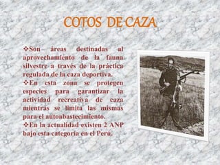 COTOS DE CAZA
Son áreas destinadas al
aprovechamiento de la fauna
silvestre a través de la práctica
regulada de la caza deportiva.
En esta zona se protegen
especies para garantizar la
actividad recreativa de caza
mientras se limita las mismas
para el autoabastecimiento.
En la actualidad existen 2 ANP
bajo esta categoría en el Perú.
 
