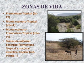 ZONAS DE VIDA
• Premontano Tropical (bs-
PT)
• Monte espinoso-Tropical
(mte-T)
• Monte espinoso-
Premontano Tropical (mte-
PT)
• Transición matorral
desértico-Premontano
Tropical a matorral
desértico-Tropical (md-
PT/md-T).
 