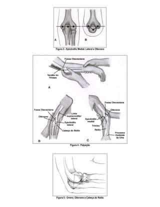 Figura 3 - Epicôndilo Medial, Lateral e Olécrano




              Figura 4 - Palpação




Figura 5 - Úmero, Olécrano e Cabeça do Rádio
 
