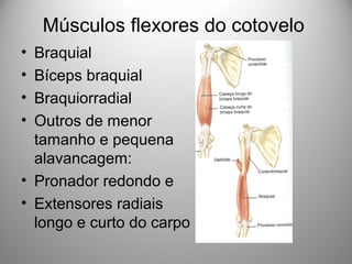 Músculos flexores do cotovelo
• Braquial
• Bíceps braquial
• Braquiorradial
• Outros de menor
tamanho e pequena
alavancagem:
• Pronador redondo e
• Extensores radiais
longo e curto do carpo
 