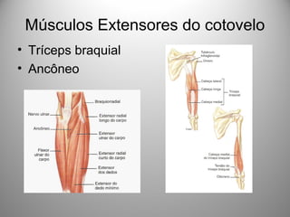 Músculos Extensores do cotovelo
• Tríceps braquial
• Ancôneo
 