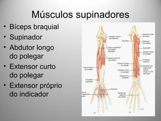 Músculos supinadores
• Bíceps braquial
• Supinador
• Abdutor longo
do polegar
• Extensor curto
do polegar
• Extensor próprio
do indicador
 
