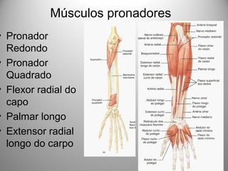 Músculos pronadores
• Pronador
Redondo
• Pronador
Quadrado
• Flexor radial do
capo
• Palmar longo
• Extensor radial
longo do carpo
 