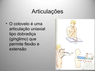 Articulações
• O cotovelo é uma
articulação uniaxial
tipo dobradiça
(gínglimo) que
permite flexão e
extensão
 
