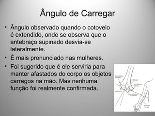 Ângulo de Carregar
• Ângulo observado quando o cotovelo
é extendido, onde se observa que o
antebraço supinado desvia-se
lateralmente.
• É mais pronunciado nas mulheres.
• Foi sugerido que é ele serviria para
manter afastados do corpo os objetos
carregos na mão. Mas nenhuma
função foi realmente confirmada.
 