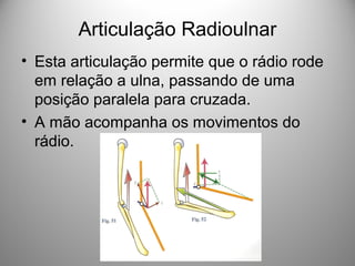 Articulação Radioulnar
• Esta articulação permite que o rádio rode
em relação a ulna, passando de uma
posição paralela para cruzada.
• A mão acompanha os movimentos do
rádio.
 
