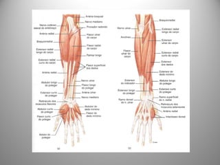 Músculos Extensores do cotovelo
• Tríceps braquial
• Ancôneo
 