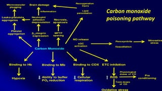 Carbon monoxide
poisoning pathway
 