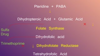 Pteridine + PABA
↓
Dihydropteroic Acid + Glutamic Acid
× ↓
Folate Synthase
Dihydrofolic acid
× ↓ Dihydrofolate Reductase
Tetrahydrofolic Acid
Sulfa
Drug
Trimethoprime
 