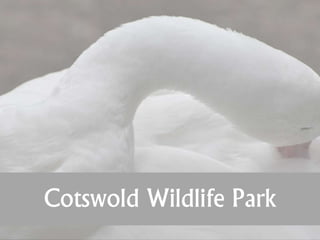 Cotswold Wildlife Park
 
