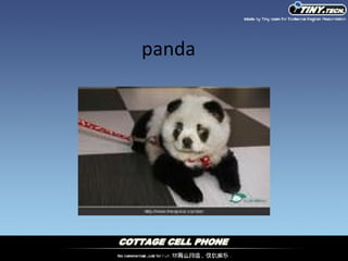 panda 