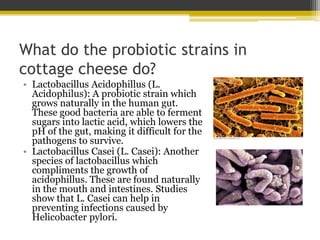 What do the probiotic strains in
cottage cheese do?
• Lactobacillus Acidophillus (L.
Acidophilus): A probiotic strain which
grows naturally in the human gut.
These good bacteria are able to ferment
sugars into lactic acid, which lowers the
pH of the gut, making it difficult for the
pathogens to survive.
• Lactobacillus Casei (L. Casei): Another
species of lactobacillus which
compliments the growth of
acidophillus. These are found naturally
in the mouth and intestines. Studies
show that L. Casei can help in
preventing infections caused by
Helicobacter pylori.
 