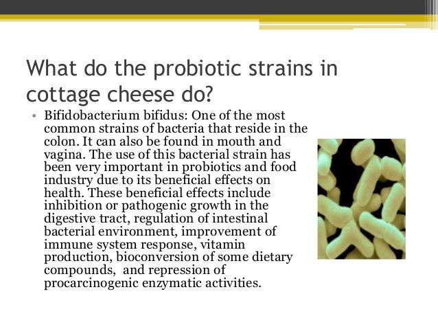Cottage Cheese Probiotic