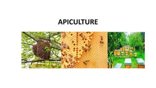 Cottage Industry.pdf apiculture and sericulture | PDF