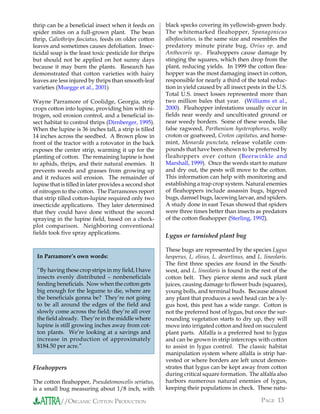 thrip can be a beneficial insect when it feeds on       black specks covering its yellowish-green body.
spider mites on a full-grown plant. The bean            The whitemarked fleahopper, Spanagonicus
thrip, Caliothrips fasciatus, feeds on older cotton     albofasciatus, is the same size and resembles the
leaves and sometimes causes defoliation. Insec-         predatory minute pirate bug, Orius sp. and
ticidal soap is the least toxic pesticide for thrips    Anthocoris sp.. Fleahoppers cause damage by
but should not be applied on hot sunny days             stinging the squares, which then drop from the
because it may burn the plants. Research has            plant, reducing yields. In 1999 the cotton flea-
demonstrated that cotton varieties with hairy           hopper was the most damaging insect in cotton,
leaves are less injured by thrips than smooth-leaf      responsible for nearly a third of the total reduc-
varieties (Muegge et al., 2001)                         tion in yield caused by all insect pests in the U.S.
                                                        Total U.S. insect losses represented more than
Wayne Parramore of Coolidge, Georgia, strip             two million bales that year. (Williams et al.,
crops cotton into lupine, providing him with ni-        2000). Fleahopper infestations usually occur in
trogen, soil erosion control, and a beneficial in-      fields near weedy and uncultivated ground or
sect habitat to control thrips (Dirnberger, 1995).      near weedy borders. Some of these weeds, like
When the lupine is 36 inches tall, a strip is tilled    false ragweed, Parthenium hysterophorus, wolly
14 inches across the seedbed. A Brown plow in           croton or goatweed, Croton capitatus, and horse-
front of the tractor with a rotovator in the back       mint, Monarda punctata, release volatile com-
exposes the center strip, warming it up for the         pounds that have been shown to be preferred by
planting of cotton. The remaining lupine is host        fleahoppers over cotton (Beerwinkle and
to aphids, thrips, and their natural enemies. It        Marshall, 1999). Once the weeds start to mature
prevents weeds and grasses from growing up              and dry out, the pests will move to the cotton.
and it reduces soil erosion. The remainder of           This information can help with monitoring and
lupine that is tilled in later provides a second shot   establishing a trap crop system. Natural enemies
of nitrogen to the cotton. The Parramores report        of fleahoppers include assassin bugs, bigeyed
that strip tilled cotton-lupine required only two       bugs, damsel bugs, lacewing larvae, and spiders.
insecticide applications. They later determined         A study done in east Texas showed that spiders
that they could have done without the second            were three times better than insects as predators
spraying in the lupine field, based on a check-         of the cotton fleahopper (Sterling, 1992).
plot comparison. Neighboring conventional
fields took five spray applications.
                                                        Lygus or tarnished plant bug

                                                        These bugs are represented by the species Lygus
 In Parramore’s own words:                              hesperus, L. elisus, L. desertinus, and L. lineolaris.
                                                        The first three species are found in the South-
 “By having these crop strips in my field, I have       west, and L. lineolaris is found in the rest of the
 insects evenly distributed – nonbeneficials            cotton belt. They pierce stems and suck plant
 feeding beneficials. Now when the cotton gets          juices, causing damage to flower buds (squares),
 big enough for the legume to die, where are            young bolls, and terminal buds. Because almost
 the beneficials gonna be? They’re not going            any plant that produces a seed head can be a ly-
 to be all around the edges of the field and            gus host, this pest has a wide range. Cotton is
 slowly come across the field; they’re all over         not the preferred host of lygus, but once the sur-
 the field already. They’re in the middle where         rounding vegetation starts to dry up, they will
 lupine is still growing inches away from cot-          move into irrigated cotton and feed on succulent
 ton plants. We’re looking at a savings and             plant parts. Alfalfa is a preferred host to lygus
 increase in production of approximately                and can be grown in strip intercrops with cotton
 $184.50 per acre.”                                     to assist in lygus control. The classic habitat
                                                        manipulation system where alfalfa is strip har-
                                                        vested or where borders are left uncut demon-
Fleahoppers                                             strates that lygus can be kept away from cotton
                                                        during critical square formation. The alfalfa also
The cotton fleahopper, Pseudatomoscelis seriatus,       harbors numerous natural enemies of lygus,
is a small bug measuring about 1/8 inch, with           keeping their populations in check. These natu-

            //ORGANIC COTTON PRODUCTION                                                           PAGE 13
 