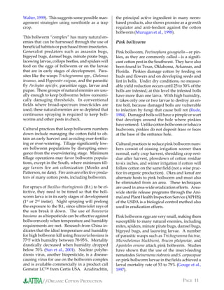Walter, 1999). This suggests some possible man-         the principal active ingredient in many neem-
agement strategies using sowthistle as a trap           based products, also shows promise as a growth
crop.                                                   regulator and anti-feedant against the cotton
                                                        bollworm (Murugan et al., 1998).
This bollworm “complex” has many natural en-
emies that can be harnessed through the use of          Pink bollworm
beneficial habitats or purchased from insectaries.
Generalist predators such as assassin bugs,             Pink bollworm, Pectinophora gossypiella—or pin-
bigeyed bugs, damsel bugs, minute pirate bugs,          kies, as they are commonly called—is a signifi-
lacewing larvae, collops beetles, and spiders will      cant cotton pest in the Southwest. They have also
feed on the eggs of bollworm or on the larvae           been found in Texas, Oklahoma, Arkansas, and
that are in early stages of development. Para-          Florida. Pinkies damage cotton by feeding on
sites like the wasps Trichogramma spp., Chelonus        buds and flowers and on developing seeds and
texanus, and Hyposoter exiguae, and the parasitic       lint in bolls. Under dry conditions, no measur-
fly Archytas apicifer, parasitize eggs, larvae and      able yield reduction occurs until 25 to 30% of the
pupae. These groups of natural enemies are usu-         bolls are infested; at this level the infested bolls
ally enough to keep bollworms below economi-            have more than one larva. With high humidity,
cally damaging thresholds. In conventional              it takes only one or two larvae to destroy an en-
fields where broad-spectrum insecticides are            tire boll, because damaged bolls are vulnerable
used, these natural enemies are so depleted that        to infection by fungi that cause boll rot (Rude,
continuous spraying is required to keep boll-           1984). Damaged bolls will have a pimple or wart
worms and other pests in check.                         that develops around the hole where pinkies
                                                        have entered. Unlike cotton bollworm or tobacco
Cultural practices that keep bollworm numbers           budworm, pinkies do not deposit frass or feces
down include managing the cotton field to ob-           at the base of the entrance hole.
tain an early harvest and avoiding over-fertiliz-
ing or over-watering. Tillage significantly low-        Cultural practices to reduce pink bollworm num-
ers bollworm populations by disrupting emer-            bers consist of ceasing irrigation sooner than
gence from the overwintering stage. Minimum             normal, early crop harvest, shredding crop resi-
tillage operations may favor bollworm popula-           due after harvest, plowdown of cotton residue
tions, except in the South, where minimum till-         to six inches, and winter irrigation if cotton will
age favors fire ant colonization (Monks and             follow cotton on the same field (not a wise prac-
Patterson, no date). Fire ants are effective preda-     tice in organic production). Okra and kenaf are
tors of many cotton pests, including bollworm.          alternate hosts to pink bollworm and must also
                                                        be eliminated from an area. These techniques
For sprays of Bacillus thuringiensis (B.t.) to be ef-   are used in area-wide eradication efforts. Area-
fective, they need to be timed so that the boll-        wide sterile release programs through the Ani-
worm larva is in its early stages of development        mal and Plant Health Inspection Service (APHIS)
(1st or 2nd instar). Night spraying will prolong        of the USDA is a biological control method also
the exposure to the B.t., since ultraviolet rays of     used in eradication efforts.
the sun break it down. The use of Beauveria
bassiana as a biopesticide can be effective against     Pink bollworm eggs are very small, making them
bollworm only when temperature and humidity             susceptible to many natural enemies, including
requirements are met. Research from China in-           mites, spiders, minute pirate bugs, damsel bugs,
dicates that the ideal temperature and humidity         bigeyed bugs, and lacewing larvae. A number
for high bollworm kill using Beauveria bassiana is      of parasitic wasps such as Trichogramma bactrae,
77oF with humidity between 70-95%. Mortality            Microchelonus blackburni, Bracon platynotae, and
drastically decreased when humidity dropped             Apanteles ornone attack pink bollworm. Studies
below 70% (Sun et al., 2001). Nuclear polyhe-           have shown that the use of the insect-feeding
drosis virus, another biopesticide, is a disease-       nematodes Steinernema riobravis and S. carpocapsae
causing virus for use on the bollworm complex           on pink bollworm larvae in the fields achieved a
and is available commercially in a product call         larval mortality rate of 53 to 79% (Gouge et al.,
Gemstar LC™ from Certis USA. Azadirachtin,              1997).

            //ORGANIC COTTON PRODUCTION                                                         PAGE 11
 