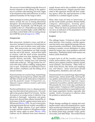 The success of insect-killing fungi like Beauveria         supply houses and is also available in pill form
bassiana depends on the timing of the applica-             from most pharmacies. Organic growers inter-
tion to correlate with hatching and early stages           ested in this approach should ask their certify-
of development of the pink bollworm, as well as            ing agency about the appropriateness of this
optimum humidity for the fungi to infect.                  treatment in a certified organic system.

Other strategies to reduce pink bollworm popu-             Many other crops are hosts to armyworms, as
lations include the use of mating pheromone                are the weeds mullen, purslane, Russian thistle,
disruptors. Several products, such as Biolures®,           crabgrass, johnsongrass, morning glory,
Checkmate®, Frustrate®, and PB Rope®, are                  lambsquarters, nettleleaf goosefoot, and pig-
available in the U.S. Pink bollworm mating dis-            weed. These last three are preferred hosts that
ruption trials recorded higher yields (1864 lbs/           can serve as indicators of the populations or be
acre) than control fields with no mating disrup-           managed as trap crops.
tion (1450 lbs/acre) (Gouge et al., 1997).
                                                           Loopers
Armyworms
                                                           The cabbage looper, Trichoplusia, feeds on leaf
Beet armyworm, Spodoptera exigua, and fall ar-             areas between veins causing a net-like appear-
myworm, Spodoptera frugiperda, can both feed on            ance but rarely cause significant damage, because
cotton and on rare occasions cause yield reduc-            natural enemies control them. If the enemies are
tions. Beet armyworms can cause yield reduc-               lacking in number, severe defoliation of cotton
tions in cotton if populations are high enough             plants by loopers may cause problems with boll
near the end of the season. Armyworms hatch                maturation. Defoliation before bolls mature can
in clusters, with the small worms spreading                reduce yields drastically.
through the plant over time, feeding on leaves,
squares, flowers, and bolls. They skeletonize              Loopers feed on all the crucifers, crops and
leaves and bracts, trailing frass and spinning             weeds, and on melons, celery, cucumbers, beans,
small webs as they go. The egg clusters are cov-           lettuces, peas, peppers, potatoes, spinach, squash,
ered with white cottony webbing, making them               sweet potatoes, and tomatoes. Other hosts in-
easy to spot. Outbreaks are attributed to favor-           clude some flowers, like stocks and snapdrag-
able weather conditions and the killing off of             ons, and tobacco. Some weed hosts include
natural enemies.                                           lambsquarters, dandelion, and curly dock.

Natural enemies are assassin bugs, damsel bugs,            Natural enemies are assassin bugs, bigeyed bugs,
bigeyed bugs, lacewing larvae, spiders, the para-          damsel bugs, minute pirate bugs, lacewing lar-
sitic flies Archytas apicifer and Lespesia archippivora,   vae, spiders, and numerous parasitic wasps, such
and the parasitic wasps Trichogramma ssp.,                 as Trichogramma pretiosum, Hyposoter exiguae,
Hyposoter exiguae, Chelonus insularis, and Cotesia         Copidosoma truncatellum, and Microplitis brassicae.
marginiventris.                                            The parasitic fly Voria ruralis also contributes to
                                                           looper control. Trichoplusia ni NPV (nuclear poly-
Nuclear polyhedrosis virus is a disease-produc-            hedrosis virus) sometimes is responsible for sud-
ing virus that infects beet armyworm. It is avail-         den looper population decline, especially after
able in the product Spod-X LC (Certis). Bacillus           rainfall. Bacillus thruingiensis is effective when
thruingiensis on young worms is effective if ap-           the problem is detected early.
plication is thorough. Laboratory and green-
house tests showed that caffeine boosted the ef-           Thrips
fectiveness of the B.t. against armyworms up to
900 percent (Morris, 1995). Its use is most prom-          Thrips damage seedlings by rasping and suck-
ising against pests that are weakly susceptible to         ing the surface cells of developing leaves, result-
B.t. itself. Recipe: dissolve 13 oz. pure caffeine         ing in twisted and distorted young leaves. They
in water; add the solution to 100 gallons of stan-         are rarely a problem and are usually kept in check
dard B.t. spray; apply as usual. (Morris, 1995).           by minute pirate bugs, parasitic wasps, preda-
Caffeine can be obtained from most chemical-               cious mites, and other thrips. The western flower

PAGE 12                                                                  //ORGANIC COTTON PRODUCTION
 