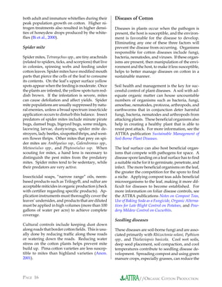 both adult and immature whiteflies during their        Diseases of Cotton
peak population growth on cotton. Higher ni-
trogen treatments also resulted in higher densi-       Diseases in plants occur when the pathogen is
ties of honeydew drops produced by the white-          present, the host is susceptible, and the environ-
flies (Bi et al., 2000).                               ment is favorable for the disease to develop.
                                                       Eliminating any one of these three factors will
Spider mite                                            prevent the disease from occurring. Organisms
                                                       responsible for cotton diseases include fungi,
Spider mites, Tetranychus spp., are tiny arachnids     bacteria, nematodes, and viruses. If these organ-
(related to spiders, ticks, and scorpions) that live   isms are present, then manipulation of the envi-
in colonies, spinning webs and feeding under           ronment and the host, to make it less susceptible,
cotton leaves. Spider mites have modified mouth        helps to better manage diseases on cotton in a
parts that pierce the cells of the leaf to consume     sustainable manner.
its contents. On the leaf’s upper surface yellow
spots appear when the feeding is moderate. Once        Soil health and management is the key for suc-
the plants are infested, the yellow spots turn red-    cessful control of plant diseases. A soil with ad-
dish brown. If the infestation is severe, mites        equate organic matter can house uncountable
can cause defoliation and affect yields. Spider        numbers of organisms such as bacteria, fungi,
mite populations are usually suppressed by natu-       amoebae, nematodes, protozoa, arthropods, and
ral enemies, unless a broad spectrum insecticide       earthworms that in conjunction deter harmful
application occurs to disturb this balance. Insect     fungi, bacteria, nematodes and arthropods from
predators of spider mites include minute pirate        attacking plants. These beneficial organisms also
bugs, damsel bugs, bigeyed bugs, some midges,          help in creating a healthy plant that is able to
lacewing larvae, dustywings, spider mite de-           resist pest attack. For more information, see the
stroyers, lady beetles, sixspotted thrips, and west-   ATTRA publication Sustainable Management of
ern flower thrips. Other mites that prey on spi-       Soil-Borne Plant Diseases.
der mites are Amblyseius ssp., Galendromus spp.,
Metaseiulus spp., and Phytoseiulus ssp. When           The leaf surface can also host beneficial organ-
scouting for mites, a hand lens is necessary to        isms that compete with pathogens for space. A
distinguish the pest mites from the predatory          disease spore landing on a leaf surface has to find
mites. Spider mites tend to be sedentary, while        a suitable niche for it to germinate, penetrate, and
their predators are very active.                       infect. The more beneficial organisms on the leaf,
                                                       the greater the competition for the spore to find
Insecticidal soaps, “narrow range” oils, neem-         a niche. Applying compost teas adds beneficial
based products such as Trilogy®, and sulfur are        microorganisms to the leaf, making it more dif-
acceptable miticides in organic production (check      ficult for diseases to become established. For
with certifier regarding specific products). Ap-       more information on foliar disease controls, see
plication instruments must thoroughly cover the        the ATTRA publications Notes on Compost Teas,
leaves’ undersides, and products that are diluted      Use of Baking Soda as a Fungicide, Organic Alterna-
must be applied in high volumes (more than 100         tives for Late Blight Control on Potatoes, and Pow-
gallons of water per acre) to achieve complete         dery Mildew Control on Cucurbits.
coverage.
                                                       Seedling diseases
Cultural controls include keeping dust down
along roads that border cotton fields. This is usu-    These diseases are soil-borne fungi and are asso-
ally done by reducing traffic along those roads        ciated primarily with Rhizoctonia solani, Pythium
or watering down the roads. Reducing water             spp., and Thielaviopsis basicola. Cool wet soils,
stress on the cotton plants helps prevent mite         deep seed placement, soil compaction, and cool
build up. Pima cotton varieties are less suscep-       temperatures contribute to seedling disease de-
tible to mites than highland varieties (Anon.          velopment. Spreading compost and using green
2001).                                                 manure crops, especially grasses, can reduce the



PAGE 16                                                              //ORGANIC COTTON PRODUCTION
 